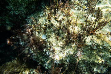 Obraz na płótnie Canvas Unterwasser - unter der Wasseroberfläche - Unterwasserwelt - Korallen - Algen
