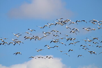 Snow Geese in Flight
