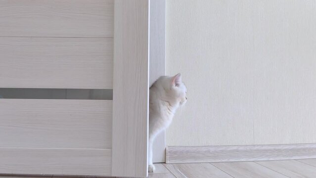 An Adorable White British Cat Peeking Out From Behind A White Door And Walking Along A Light Wall.