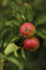 apples on a branch
