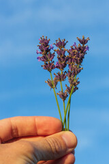 Fototapeta na wymiar Closeup of fingers holding lavender flowers in front of blue sky