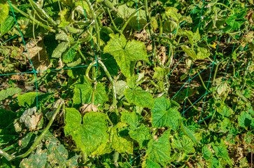 Mosaic virus on leaves of a cucumber plant
