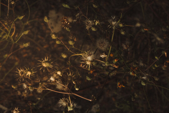 A dark moody painting like grainy photo of dry flowers and grass