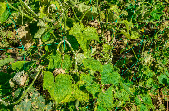 Mosaic virus on leaves of a cucumber plant