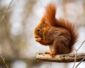  squirrel eating nut © SARATHCHANDRAN