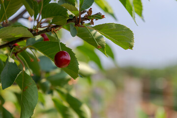 Close-up view of single ripe red cherry berry hanging on tree branch with green leaves. Selective focus. Copy space for your text. Bad harvest theme.