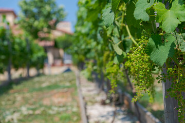 Fototapeta na wymiar Close-up view of green unripe bunch of grapes hangs in vineyard in a sunny day. Blurred house with terracotta roof in the background. Selective focus. Copy space for your text. Winery theme.