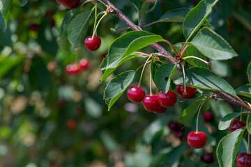 Close-up view of bunch of ripe red cherry berries hanging on tree branch with green leaves. Selective focus. Copy space for your text. Agribusiness theme.