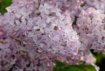 Beautiful inflorescences of lilac on a branch and green leaves in a rural cottage garden. Beautiful flowering purple flowers of lilac tree (Syringa vulgaris). Blossom in Spring, close up.