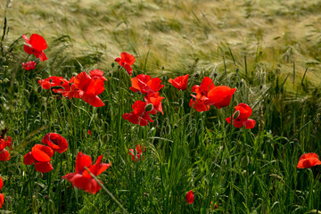 kwiaty maku na polu