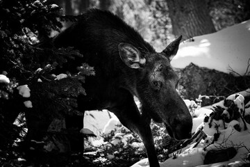 black and white moose