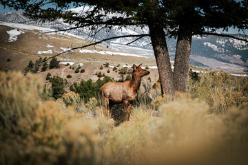 elk in national park