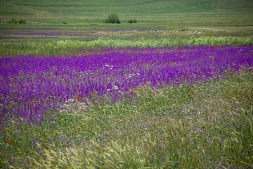 Beautiful lavender field with long purple rows