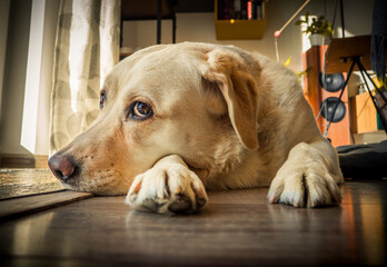 Who let the dogs in? A dog at home. Joy and duty. A Labrador named Scooby is lying and resting on the floor. Affectionate look directed at the camera lens.