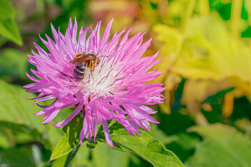Bright flowers in the garden in the warm summer sun. A bee on a purple flower of Stokesia's aster Stokesia laevis close-up.