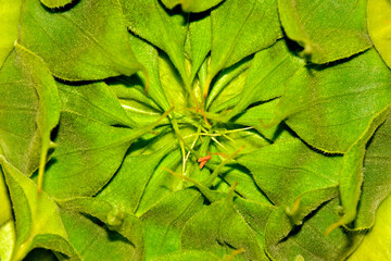 Sunflower bud abstract. Closeup of closed sunflower bud