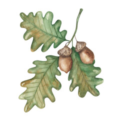 Watercolor illustration of hand painted oak tree branch with brown acorn and green leaves. Autumn plant. Forest nature in summer. Isolated clip art element for spring cards, textile prints, patterns