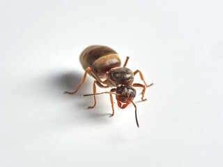 Ant on a white background. Genus Lasius.