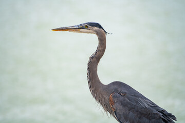 Fototapeta premium Close-up of Great blue heron (Ardea cinerea) 