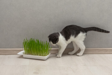 Gray-white cat is eating fresh green grass.