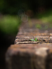 Fototapeta premium flower in brick