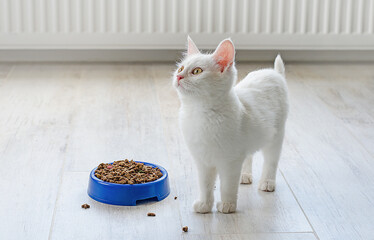 White small Turkish Angora cat stands near a bowl of food. Food for little cats.