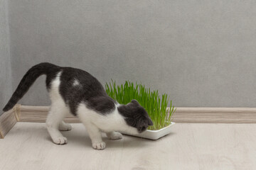 Gray-white cat is eating fresh green grass.