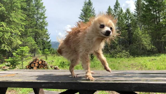 Wet Dog Bath Summer Shake Out, Pomeranian atop Rustic Picnic Table with Mountain Backdrop