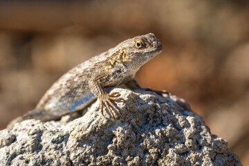 Naklejka na ściany i meble Close-up of Eastern Fence Lizard (Sceloporus undulatus) sitting on a rock. 