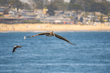 American brown pelican flies over the ocean.
