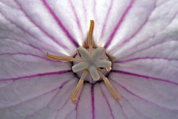 Closeup of Large white stigma surrounded by anthers of Platycodon Grandiforum flower 