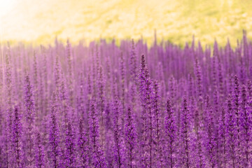 Obraz premium Salvia flowers on green hill at sunset. Garden sage for herbal tea. Agricultural field with blossom herbs for healthy food.