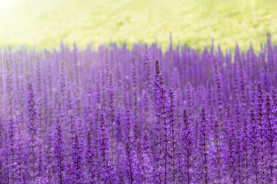 Purple flowers bloom in meadow at dawn. Colorful salvia landscape with green grass background.