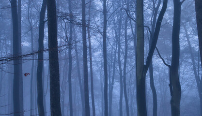 Fototapeta na wymiar Dense fog around bare trees on a fall day in the Palatinate forest of Germany.