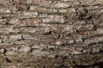 Wood bark, nature pattern