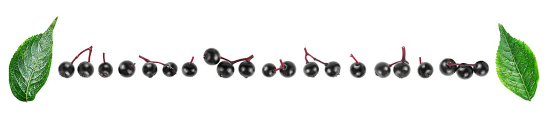 Front view of fresh elderberries and green leaves isolated on a white background. Sambucus.