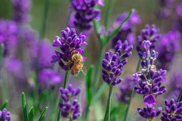 bee on lavender flower