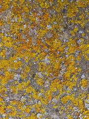 Rough stone surface from close with coloured moss texture and natural patterns in detail