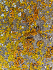Rough stone surface from close with coloured moss texture and natural patterns in detail