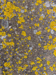 Rough stone surface from close with coloured moss texture and natural patterns in detail