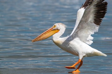 Fototapeta na wymiar An American White Pelican with wings extended touching down on water at very close range.