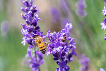 bee on lavender