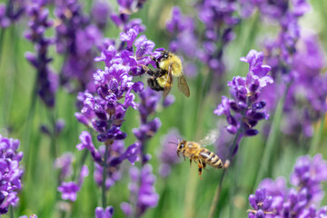 bee on lavender