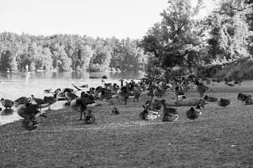 geese in morning