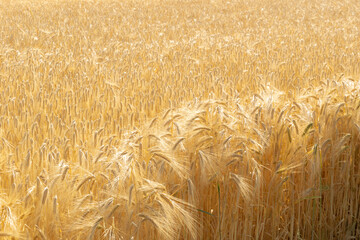 Cereal, background of ears of grain. Cereal in the field moved by the wind. Golden ears.