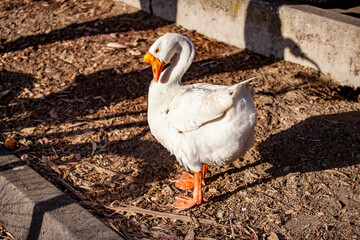Friendly goose hanging at the park