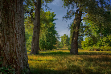 Summer Park, Trees, Nature