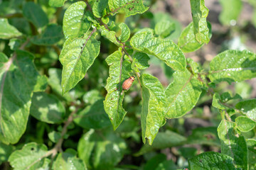 The larvae of Colorado beetle on potato leaves