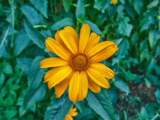 Lovely yellow flower