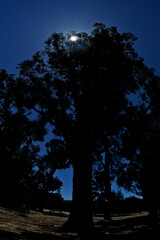 Silhouette of giant eucalyptus tree with starburst 